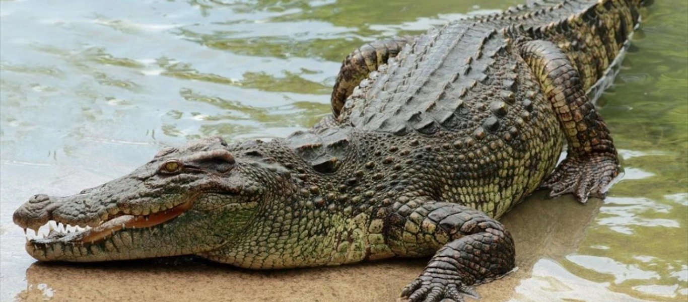 Μινεσότα: Θαρραλέα μητέρα έφτασε μία «ανάσα» από κροκόδειλους για να πιάσει το πορτοφόλι της (βίντεο)